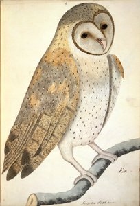 Chouette, intitulée en latin 
