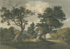 Forêt de Needwood : aquarelle, nd [début du 19e siècle]