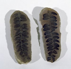 Neuropteris (Fronde de fougère de mer) trouvée à Coseley, Staffordshire, Période Carbonifère Supérieure