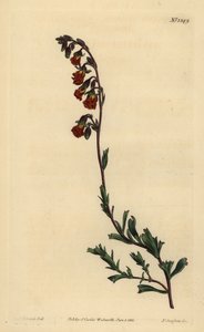 Hermannia odorante de nuit, Hermannia flammea