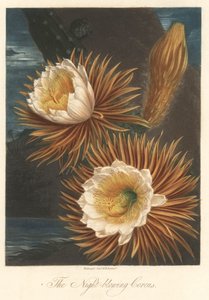 Floraison nocturne du pitaya ou fruit du dragon. Eau-forte, tirée de The Temple of Flora, par Dr. Robert Thornton (1768-1837)