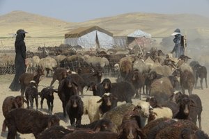 Tentes nomades entre Tamar et Ashkhaneh, Iran 2022