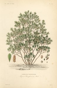 Cirier de Pennsylvanie