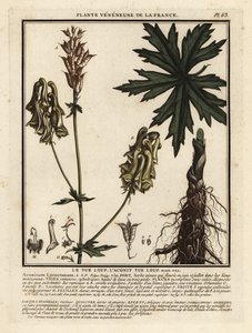 Aconit tue-loup, Aconitum lycoctonum