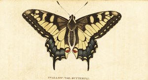 Machaon, Papilio machaon (gravure)