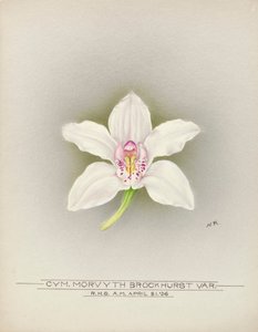 Orchidée - Unbekannter Künstler
