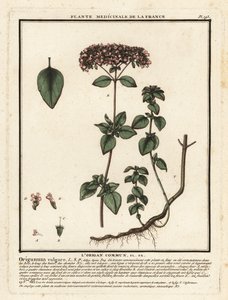 Origan ou marjolaine sauvage, Origanum vulgare