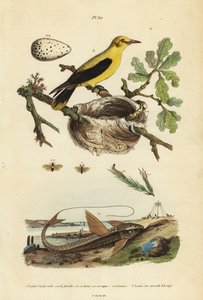 Oriole noir, Gymnomystax mexicanus, nid et œufs, poisson-chat cuirassé chocolat, Loricaria cataphracta, et tenthrède du pin, Neodiprion sertifer - Unbekannt