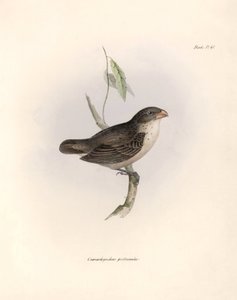 Ornithologie : « Camarhynchus psittaculus ou Geospize psittacin » Description d