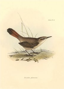 Ornithologie : "Eremobius phoenicurus" décrit par Charles Darwin lors de son expédition à bord du Beagle. Planche de "The zoology of the voyage of H.M.S. Beagle. Flight. III, Birds described by John Gould"