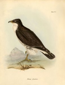 Ornithologie : « Milvago albogularis » ou caracara décrit par Charles Darwin (1809-1882) lors de son expédition à bord du Beagle. Planche de « Oiseaux décrits par John Gould, avec notice de leurs habitudes par Charles Darwin