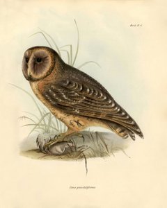 Ornithologie : « Strix punctatissima » chouette décrite par Charles Darwin (1809-1882) lors de son expédition à bord du Beagle. Planche tirée de « Birds described by John Gould, with notice of their habits by Charles Darwin - Unbekannter Künstler