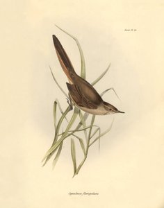 Ornithologie : "Synallaxis rufogularis" décrit par Charles Darwin lors de son expédition à bord du Beagle. Planche de "The zoology of the voyage of H.M.S. Beagle. Flight. III, Birds described by John Gould" - Unbekannter Künstler