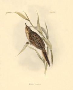 Ornithologie : "Synallaxis rufogularis" décrit par Charles Darwin lors de son expédition à bord du Beagle. Planche de "The zoology of the voyage of H.M.S. Beagle. Flight. III, Birds described by John Gould"