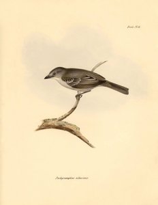 Ornithologie : Le « Pachyramphus albescens » de la famille des hêtres décrit par Charles Darwin lors de son voyage d