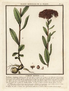 Orpin, Sedum telephium