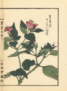 Oshiroibana ou merveille du Pérou, Mirabilis jalapa. De Kusa Bana Hyakushu (Cent Variétés de Fleurs), Tokyo, Yamada