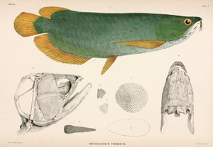 Osteoglossum formosum, Indonésie