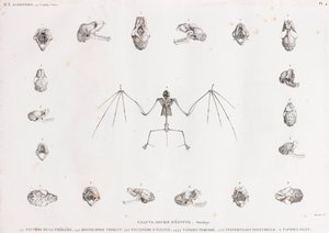 Ostéologie des chauves-souris en Égypte - Unbekannt