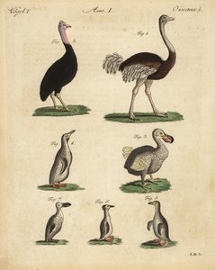 Autruche, Struthio camelus, casoar, Struthio casuarius, dodo éteint, Raphus cucullatus, et espèces de manchots