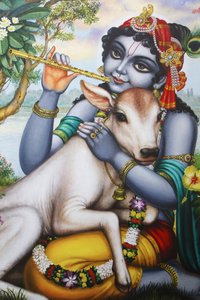 Peinture représentant le dieu hindou Krishna jouant de la flûte et caressant un veau. Inde