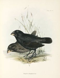 Paire de grands pinsons terrestres, îles Galápagos, vers 1832-1836 - Unbekannt