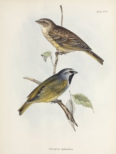 Paire de moineaux ou de pinsons, vers 1832-1836 - Unbekannt