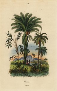 Palmiers : palmier dattier, Phoenix dactylifera 1, espèce Attalea 2, et espèce Geonoma 3