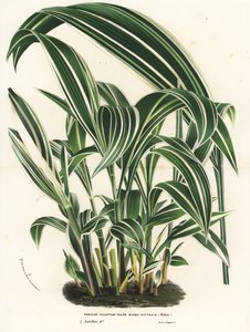 Herbe à palmier, Setaria palmifolia (Panicum plicatum foliis level-vittatis). Lithographie coloriée à la main de "Flore des Serres et des Jardins de l