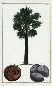 Palmier de Palmyre, Borassus flabellifer