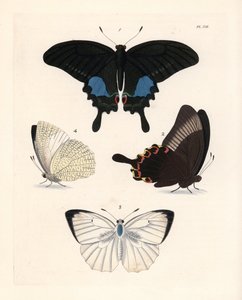 Papillon paon de Paris, Papilio paris 1,2, et émigrant marbré, Catopsilia pyranthe? 3.4. Lithographie colorée à la main tirée de la nouvelle édition de John O. Westwood de « Illustrations of Exotic Entomology » de Dru Drury, Bohn, Londres