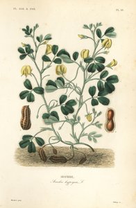 Arachide, Arachis hypogaea - Unbekannt