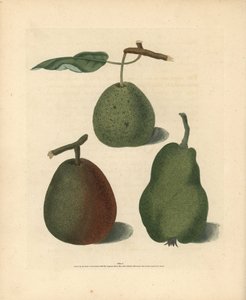 Variétés de poires, Pyrus communis : Cressan, Bergamote de Gansell et Bon Chrétien d