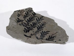 Pecopteris (fronde de gymnosperme) trouvée à Camerton, Somerset, période carbonifère supérieure (photo) - Unbekannt