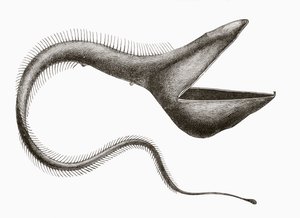 Anguille pélican ou Eurypharynx pelecanoides, un poisson des profondeurs rarement vu par les humains, de 