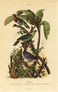 Colombe fruitée à tête rose, Ptilinopus porphyreus, pigeon vert de Buru, Treron aromaticus, et cœur saignant de Luzon, Gallicolumba luzonica - Unbekannt