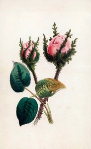 Rose mousseuse, Rosa muscosa - Unbekannter Künstler