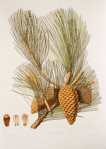 Pinus pinaster / Pin maritime
