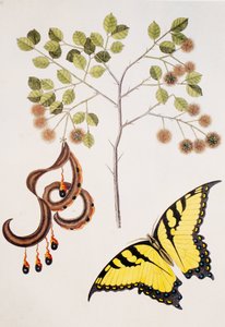 Pithecolobium unguiscati / Griffe de chat de Floride - Unbekannt