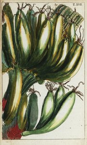 Bananes plantains, Musa x paradisiaca