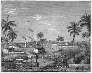 Plantation de canne à sucre à Cuba, vers 1880 (gravure)