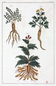 Plantes médicinales, Chine
