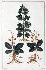 Plantes médicinales, Chine