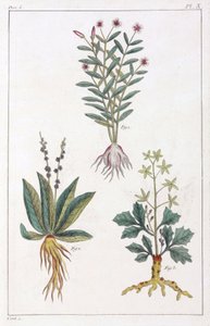 Plantes médicinales, Chine