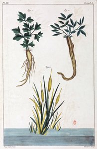 Plantes médicinales, Chine