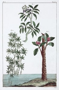 Plantes médicinales, Chine