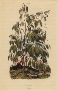Arbuste Plocama pendula - Unbekannt