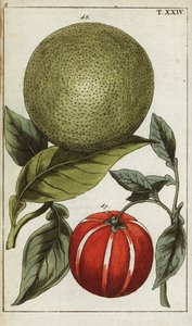 Pamplemousse ou pomelo, Citrus maxima