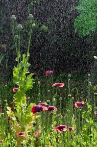 Fleurs et têtes de graines de pavot (Papaver somniferum) sous une averse d