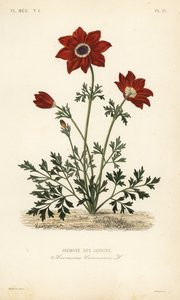 Anémone des jardins, Anemone coronaria - Unbekannt